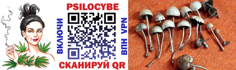 где купить   Уварово  Псилоцибиновые грибы MAGIC MUSHROOMS 